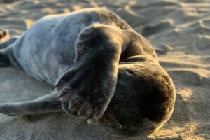 image of seal looking shy or introverted with paw over face